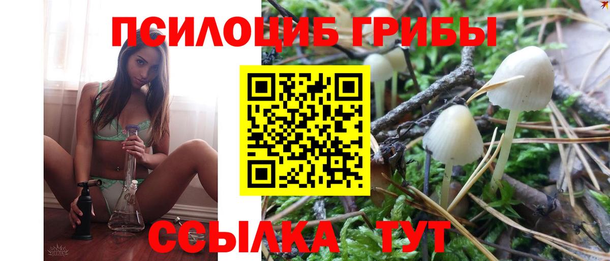 Курчалой  Галлюциногенные грибы Psilocybe  Вход с VPN 